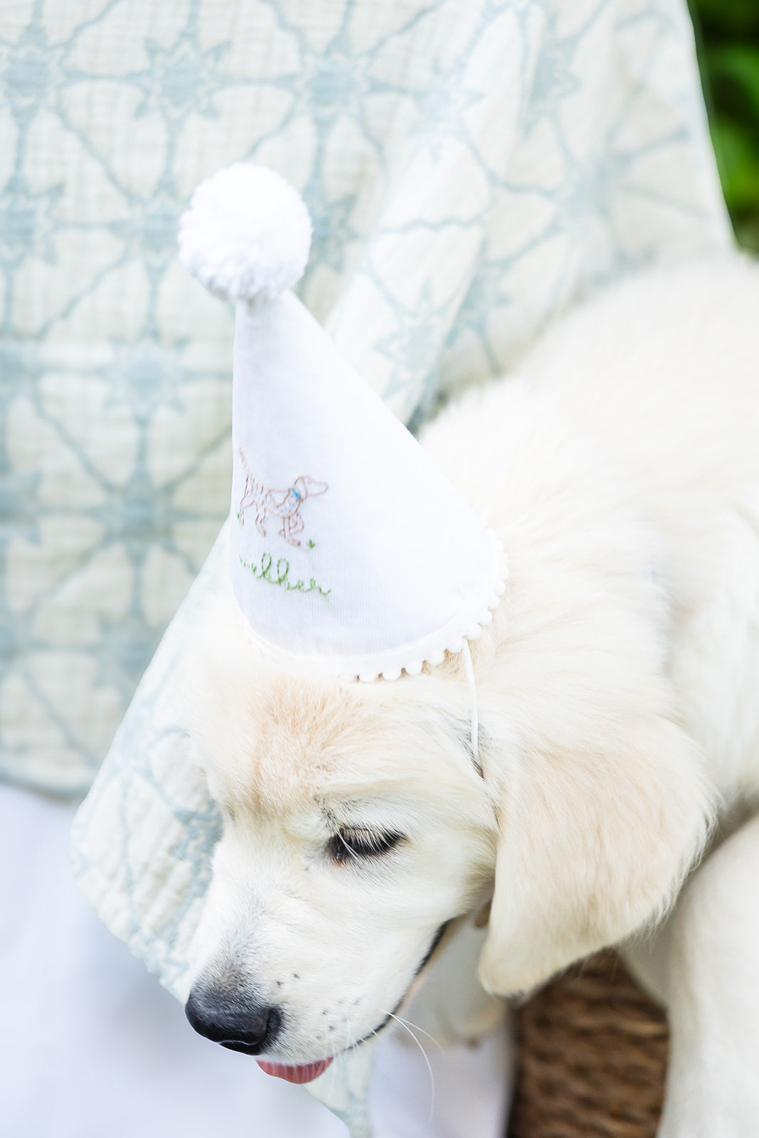 Pointer Dog Hand Stitched Party Hat x Camilla Moss